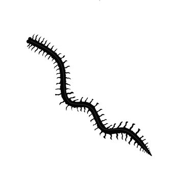 Nereis is a genus of polychaete worms in the family Nereidae, vintage line drawing or engraving illustration.
