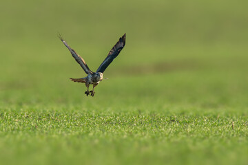 a buzzard flies over a green field