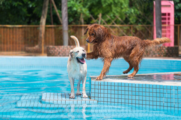 Golden retriever and labrador playing in the pool