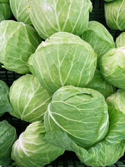 山積みのキャベツ