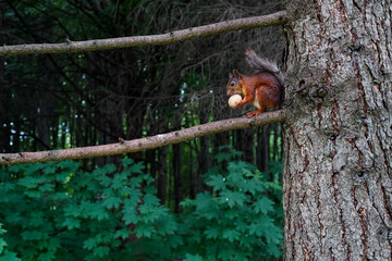 A dark red squirrel sits on a branch of a larch tree holding a light walnut in its paws and gnawing on it. The animal has black reddish orange and white fur. Close-up