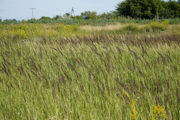 Summer meadow flower landscape. Medow field grass