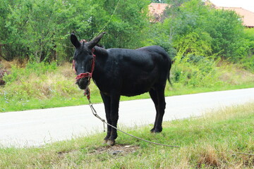 Donkey.Black donkey standing on the side of the road