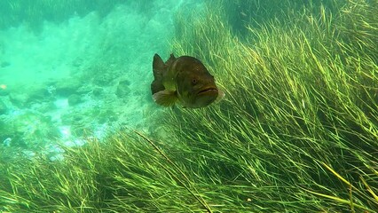 Curious lunker Largemouth Bass (Micropterus salmoides) approaches camera in Florida's Rainbow River.