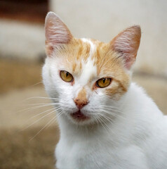 Portrait of cute cat with yellow eyes. Adorable domestic pet concept.