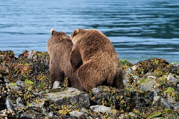Paarungsakt zweier Grizzlybären - Ein seltener Anblick für den Fotografen - Alaska