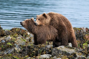 Obraz premium Paarungszeit - Sich paarende Grizzlybären