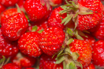 Small red strawberries in close-up