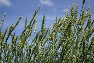 Obraz premium A close-up of the young, green ears of wheat in the setting sun. Photo taken in natural soft light.