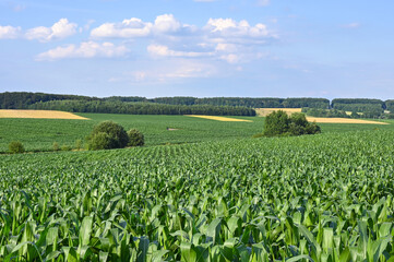 Fototapeta na wymiar beautiful clouds on agricultural green field 