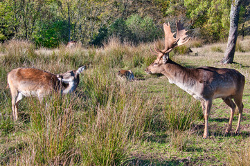 Red Deer, Black Forest, Germany