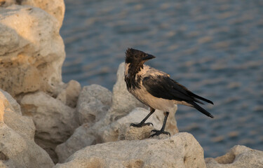 cormorant on rocks