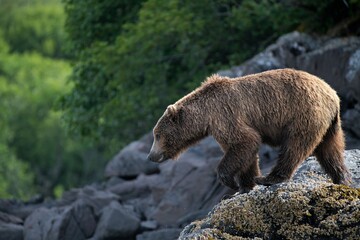 Ein junger Grizzlyb&auml;r in der Wildnis von Katmai, Alaska