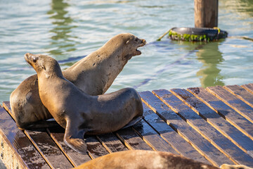 Sea Lions at pier in San Francisco.