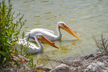 A pair of American white pelicans swim in the lake. 