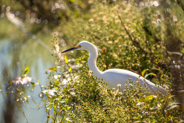 Snowy egret (Egretta thula) stands on the shore of the lake.