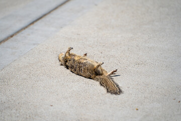 Dead squirrel lying on the road. 