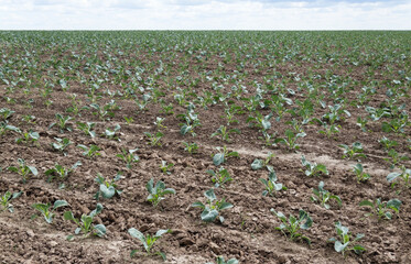 Cabbage field and skyline