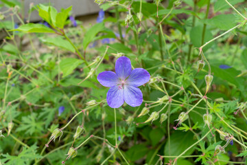Blue bud of the inflorescence of an ornamental perennial plant Geranium hybride Johnsons Blue on the background of green foliage in the park. Photo for catalog of plants. Close-up.