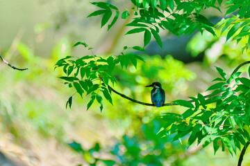 人恋しいカワセミ