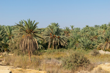 Fototapeta premium Palm trees in the desert at Egypt