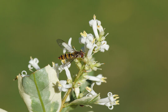 Female marmalade fly (Episyrphus balteatus), family hoverflies (Syrphidae) on white flowers of Silver privet (Ligustrum ovalifolium 'Variegatum'), Family Oleaceae. July, Dutch garden