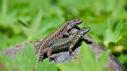 Sand Lizard