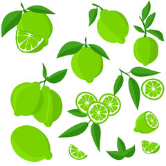 Set with limes. Cutting citrus fruits into slices, slices, circles.Ripe fresh limes on a tree branch