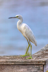 Juvenile Little Blue Heron (Egretta caerulea) in its all-white plumage perched on a wooden guard rail.