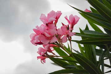 Pink delicate Oleander flowers. Beautiful pink oleander flowers Oleander Nerium on a cloudy sky...
