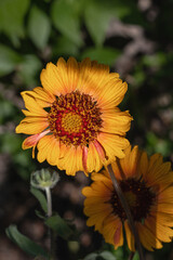Zinnia blooms in the garden on a sunny day. Yellow zinnia flower close-up on a dark blurry background. Yellow zinnia blooms during flowering. Selective focus.
