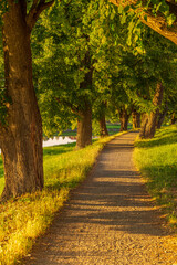 Way home, river Morava, trees, iron bridge, 