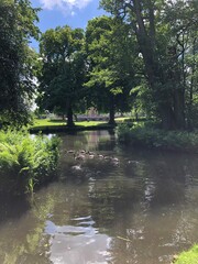 geese and goslings on the lake