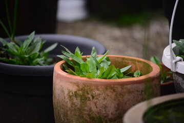 Old Flowerpots with weed on a rainy day as closeup