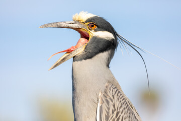 Close-up of one of the many moods of a wild Yellow-crowned Night Heron, showing off this bird's beautiful head and facial markings.