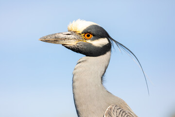 Close-up of one of the many moods of a wild Yellow-crowned Night Heron, showing off this bird's beautiful head and facial markings.