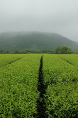Fototapeta na wymiar Seogwipo-si, Jeju-do, South Korea - June 22, 2022: Spring view of green tea field with buildings of farming village at Seogwi Dawon