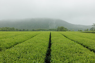 Fototapeta na wymiar Seogwipo-si, Jeju-do, South Korea - June 22, 2022: Spring view of green tea field with buildings of farming village at Seogwi Dawon