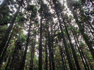 Naklejka premium trees in the woods