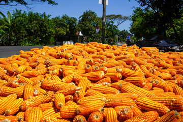 Pile of dry corn harvested by farmers that are dried in the sun. Maize or corn, is a cereal grain...