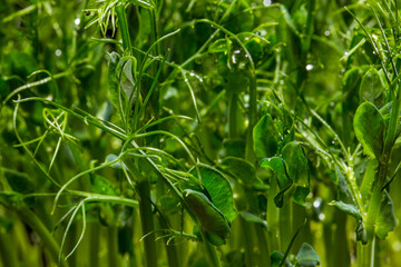 Naklejka premium Microgreen pea sprouts
