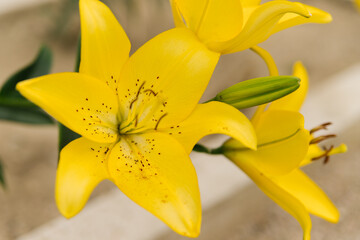 Close-up of a yellow lily flower. Hemerocallis is also called Lemon Lily, Yellow Daylily, Hemerocallis flava.Natural background.