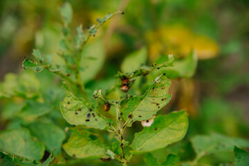 Colorado potato beetle - Leptinotarsa decemlineata on potato bushes. Pest of plants and agriculture. Treatment with pesticides. Insects are pests that damage plants.