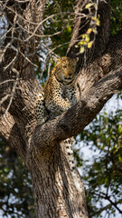 leopard in a huge leadwood tree