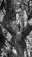 Fototapeta na wymiar leopard in a tree, black and white