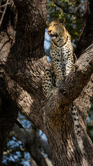 Fototapeta na wymiar leopard in a huge leadwood tree