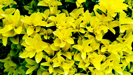 yellow plant wall - Powered by Adobe