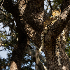 Fototapeta na wymiar leopard in a huge leadwood tree