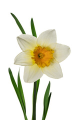 Fototapeta na wymiar White narcissus with petals on white background. Full depth of field. With clipping path
