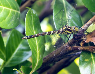 Libelle blaugrüne Mosaikjungfer Aeshna Cyanea Edellibelle